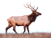 wichita mountains wildlife refuge