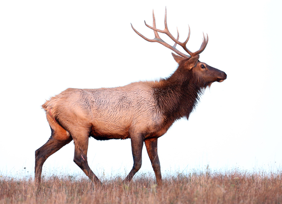 wichita mountains wildlife refuge