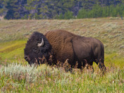Yellowstone