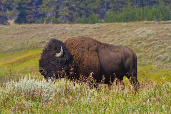 Yellowstone