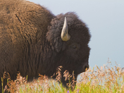 Yellowstone