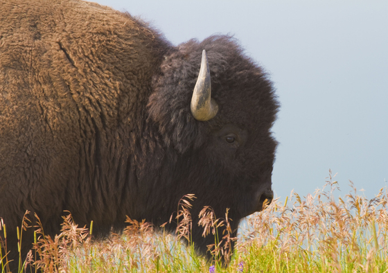 Yellowstone