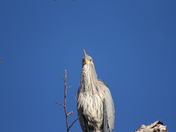 Lee Metcalf National Wildlife Refuge