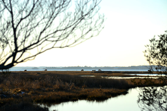 Assateague National Seashore