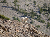 Gallatin National Forest