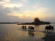 Assateague Island National Seashore