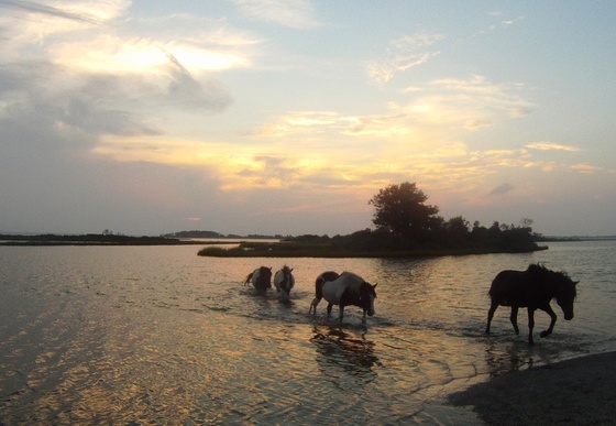 Assateague Island National Seashore