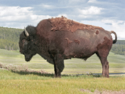 Yellowstone National Park
