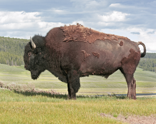 Yellowstone National Park