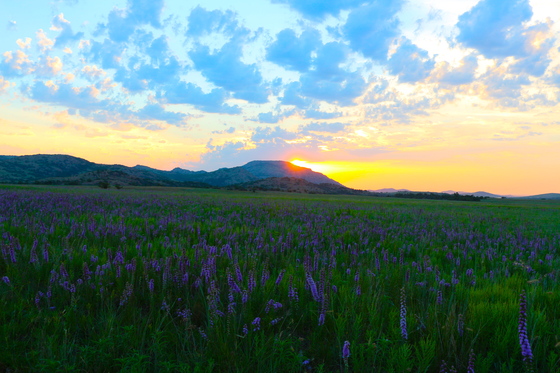 Wichita Mountains Wildlife Refuge