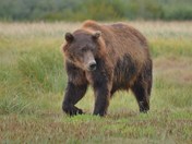 Katmai National Park, 