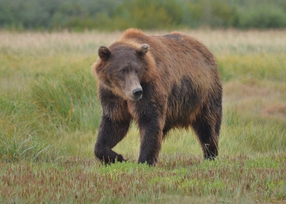 Katmai National Park, 