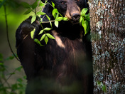 Smoky Mountain National Park
