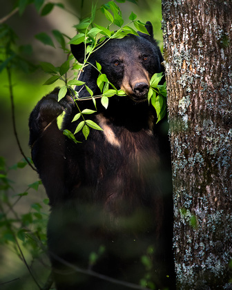Smoky Mountain National Park