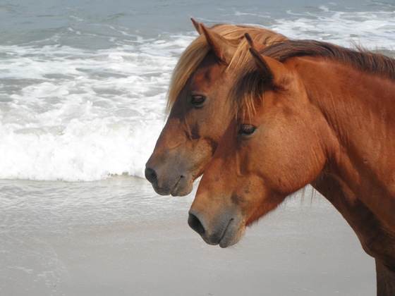 Assateague Island National Seashore