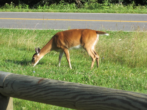 Shanandoah National Park