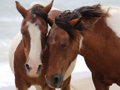 Assateague Island National Seashore