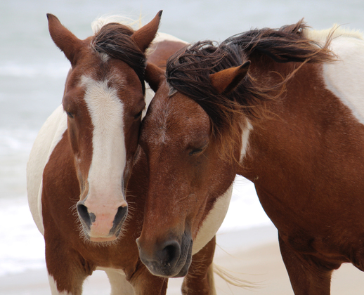 Assateague Island National Seashore