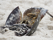 Assateague Island National Seashore
