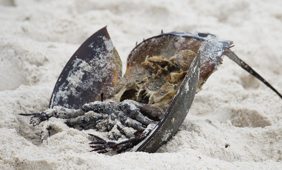 Assateague Island National Seashore