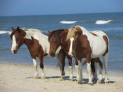 Assateague Island National Seahore Md