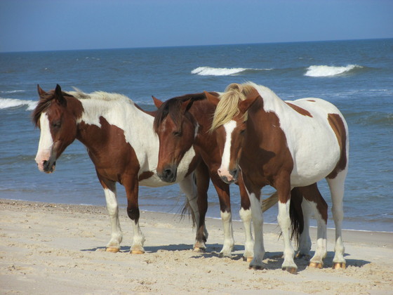 Assateague Island National Seahore Md