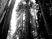 Muir Woods National Monument