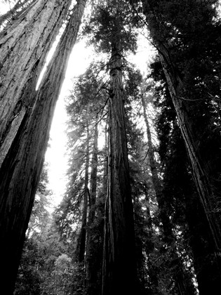 Muir Woods National Monument