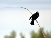 Sacramento River National Wildlife Refuge