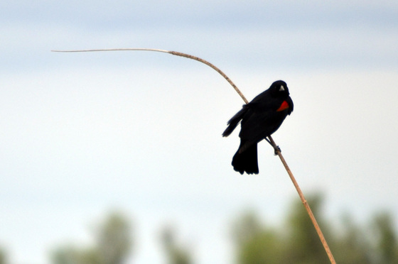 Sacramento River National Wildlife Refuge