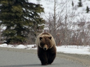 Denali National Park
