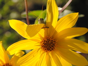 John Heinz Wildlife Refuge