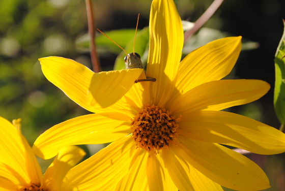 John Heinz Wildlife Refuge
