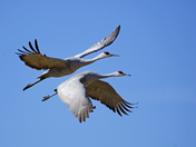 Bosque del Apache National Wildlife Refuge