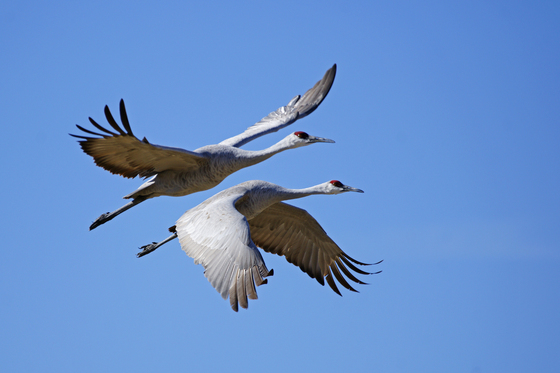 Bosque del Apache National Wildlife Refuge