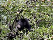 Shenandoah National Park