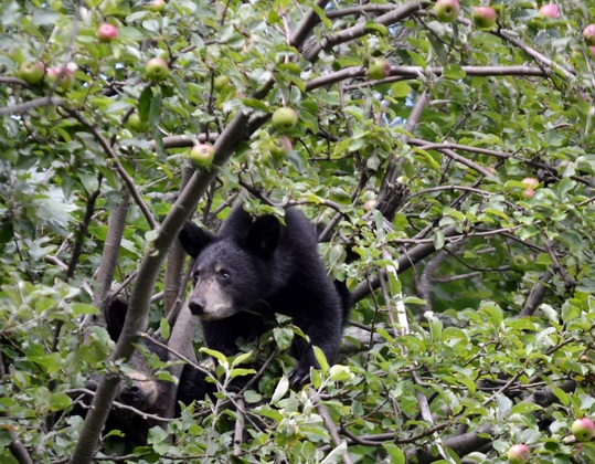 Shenandoah National Park