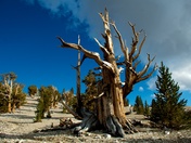 Ancient Bristlecone Pine Forest