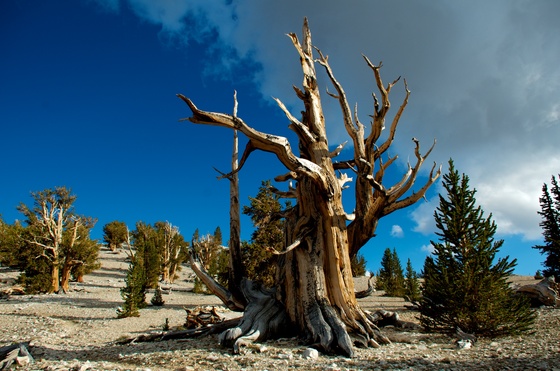 Ancient Bristlecone Pine Forest