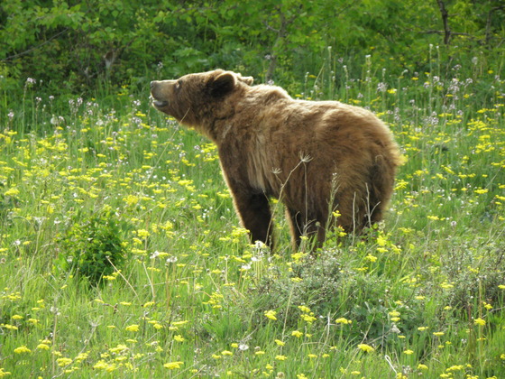 Glacier National Park