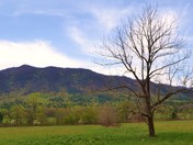 National Park Service - Cades Cove Tree
