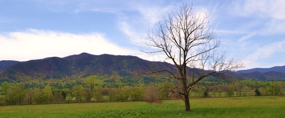 National Park Service - Cades Cove Tree
