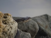 Soaking up some rays....
