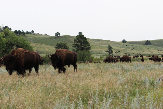 Custer National Park