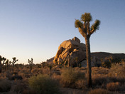 Joshua Tree