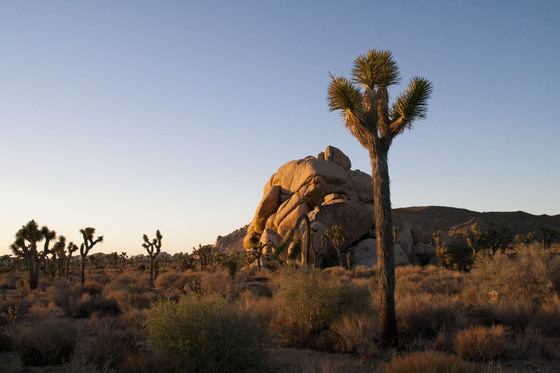 Joshua Tree