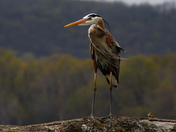 Sequoyah national wildlife refuge