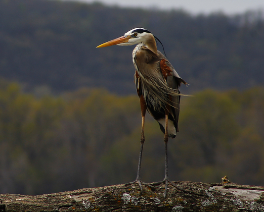 Sequoyah national wildlife refuge