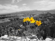 Bryce Canyon National Park