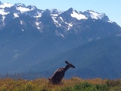 Olympic National Park